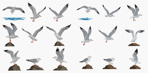 A collection of vector images showing seagulls in various poses, flying and standing.
