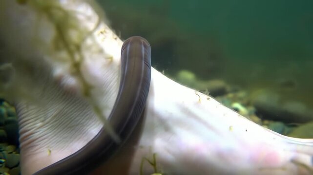 leech attached to human ankle in murky river water, body pulsing as it feeds