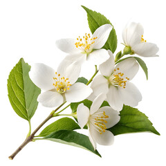 Delicate white jasmine flowers with green leaves isolated on transparent background