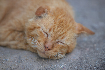 A big old orange cat sleeps peacefully.