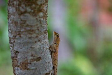 A cute little lizard looks at me with clear eyes.