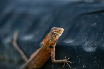 A cute little lizard looks at me with clear eyes.