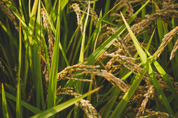 Golden rice heads at sunset