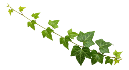 Isolated English ivy branch with young leaves for creative design and decoration work