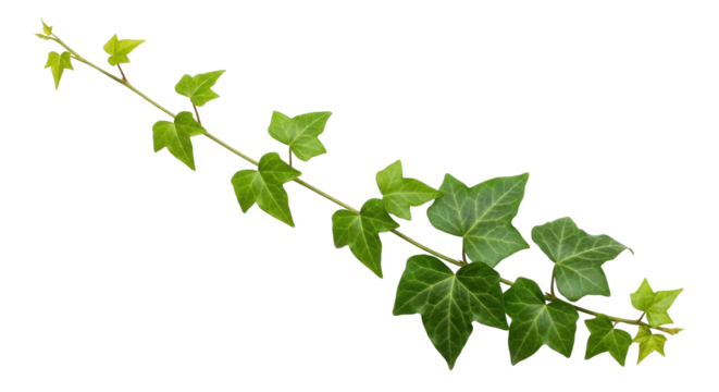 Isolated English ivy branch with young leaves for creative design and decoration work