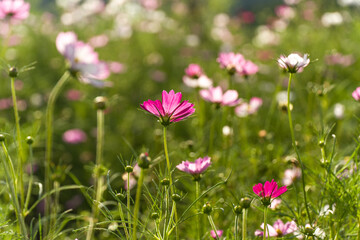 Cosmos flowers of various colors are in bloom. A beautiful autumn flower.