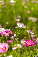 Cosmos flowers are seen blooming in the sunlight.
Cosmos flowers of various colors are in bloom. A beautiful autumn flower.