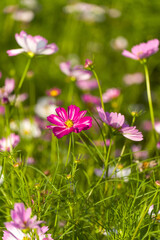 Cosmos flowers of various colors are in bloom. A beautiful autumn flower.