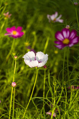 Pink and white cosmos flowers are seen blooming among the lush green leaves. Cosmos is a symbol of autumn and is loved by many for its beautiful colors and delicate petals.