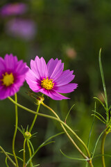 Fototapeta premium Pink cosmos flowers. Cosmos flowers of various colors are in bloom. A beautiful autumn flower.