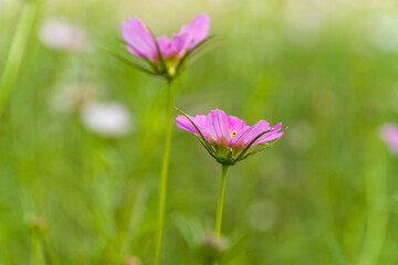 Obraz premium Pink cosmos flower in the garden.