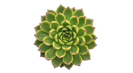 Isolated green Echeveria succulent plant with dark red tips from above, no background