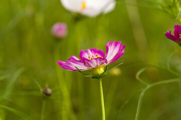 Pink cosmos flower in the garden.