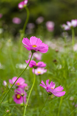Fototapeta premium Pink cosmos flowers in the meadow.
