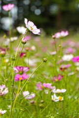 Cosmos flowers of various colors are in bloom. A beautiful autumn flower.