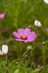 Pink cosmos flower in field.