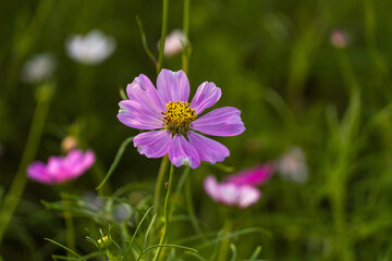 Fototapeta premium Pink flowers in the field. Cosmos flowers of various colors are in bloom. A beautiful autumn flower.