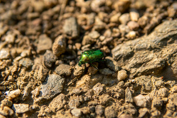 Close up of a vibrant  metallic green beetle crawling on textured ground with natural sunlight.