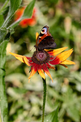 A stunning macro image featuring a peacock butterfly gracefully perched on a rudbeckia flower, highlighting the intricate details of its wings and the flower's vibrant petals in summer.