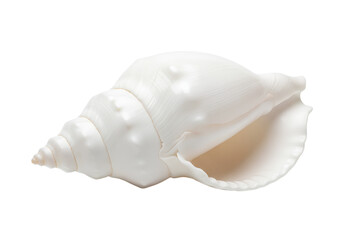 White Conch Shell Isolated on Transparent Background