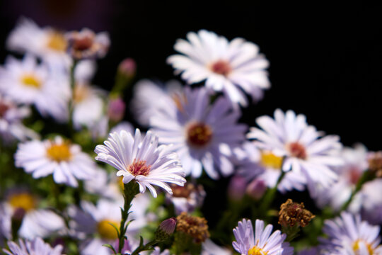 A captivating close-up photograph showcases the exquisite details and vibrant hues of a field of purple asters in full bloom, providing a captivating glimpse into the natural world on a bright and