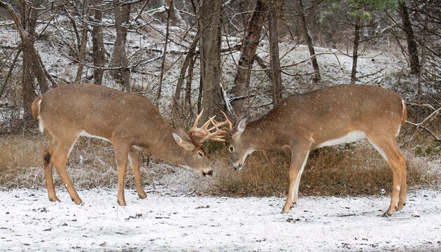 Two white-tailed deer bucks playing during rutting season on a snowy day in Canada