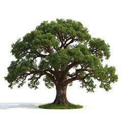 tree isolated on white background