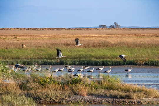 Flocks of storks flying and wading in Do&ntilde;ana National Park wetlands