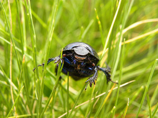 a beetle in the grass