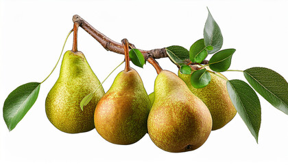 Branch Of Fresh Pears With Leaves Isolated On Transparent Background