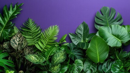 Group of leafy houseplants creating contrast with a bright purple backdrop