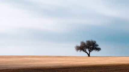 Single tree standing alone in the middle of a vast field. the sky is a pale blue with a few wispy clouds scattered across it. the field is dry and barren, with only a few patches of grass visible.