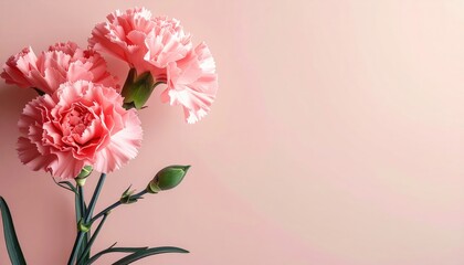 Naklejka premium Delicate pink carnations in soft lighting floral arrangement indoor setting close-up view elegant aesthetic for home decor