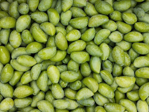 Récolte des olives de variété Lucques à la fin de l'été