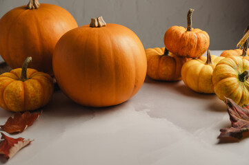 Group of orange pumpkins on bright background, abstract autumn, concept