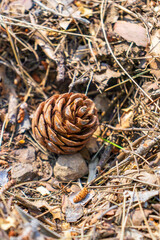 Close-up of pine cone on forest ground with dry leaves and branches