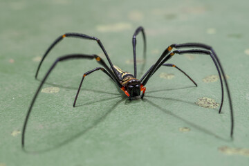 Creepy black and gold spider with long leg on green leaf. frightening arachnid, golden silk orb weaver, waits patiently in nature, symbol of wildlife and phobia