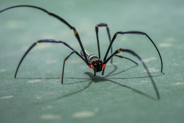 Scary black and yellow spider with long leg standing on green surface. creepy arachnid, wild insect and dangerous bug, casts shadow in close up macro shot