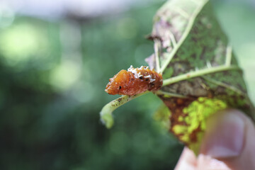 Curious close up of spiky orange caterpillar larva insect crawling on green leaf. hand holding bug in nature shows moment of discovery and wonder outdoors