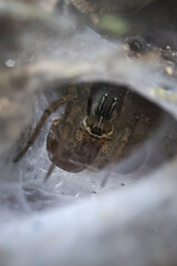 Brown spider with multiple eyes in white silk funnel web nest. Close up macro of hairy arthropod arachnid looking out from its burrow, waiting and watching