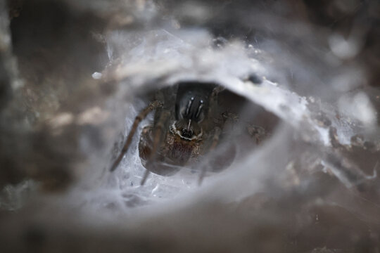 Creepy spider hiding in white silk web funnel, waiting for prey. Macro photography of scary arachnid peeking from its dark nest, creating sense of horror and danger