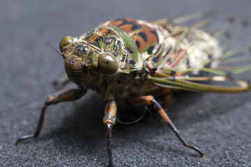 Detailed macro shot captures cicada, showcasing its intricate body and large compound eyes. fascinating insect displays unique green and brown patterns against dark, simple background