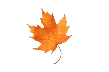 Orange maple leaf showing detailed veins, capturing the essence of autumn foliage. Isolated with a transparent background