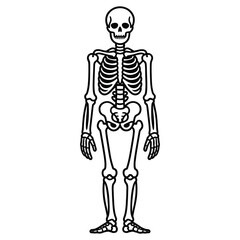 skeleton of a skeleton
