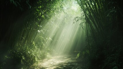 sunlight through the forest