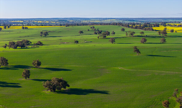 gently undulating green farmland dotted with gum trees