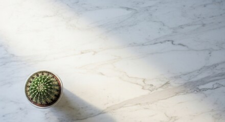A potted green cactus sits on a white marble surface illuminated by natural light casting soft shadows