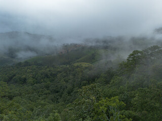 Vast green forest covers mountain landscape, enveloped in serene mist and atmospheric fog. Wild nature offers tranquil and peaceful emotion, presenting an untouched view of natural environment