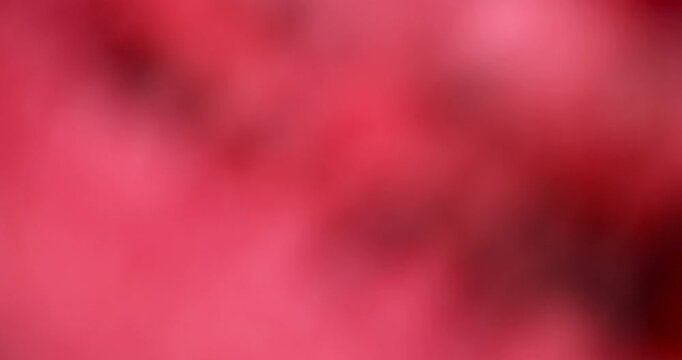 red ripe watermelon cut into pieces with black seeds, sweet fresh red watermelon pulp