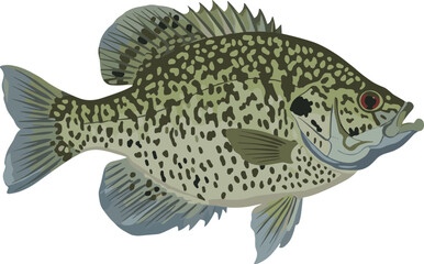 Naklejka premium Detailed Realistic Illustration of a Spotted Crappie Freshwater Fish Species